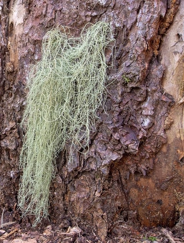 Beard lichen